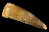 Bargain, Real Spinosaurus Tooth - Composite Tooth #131067-1